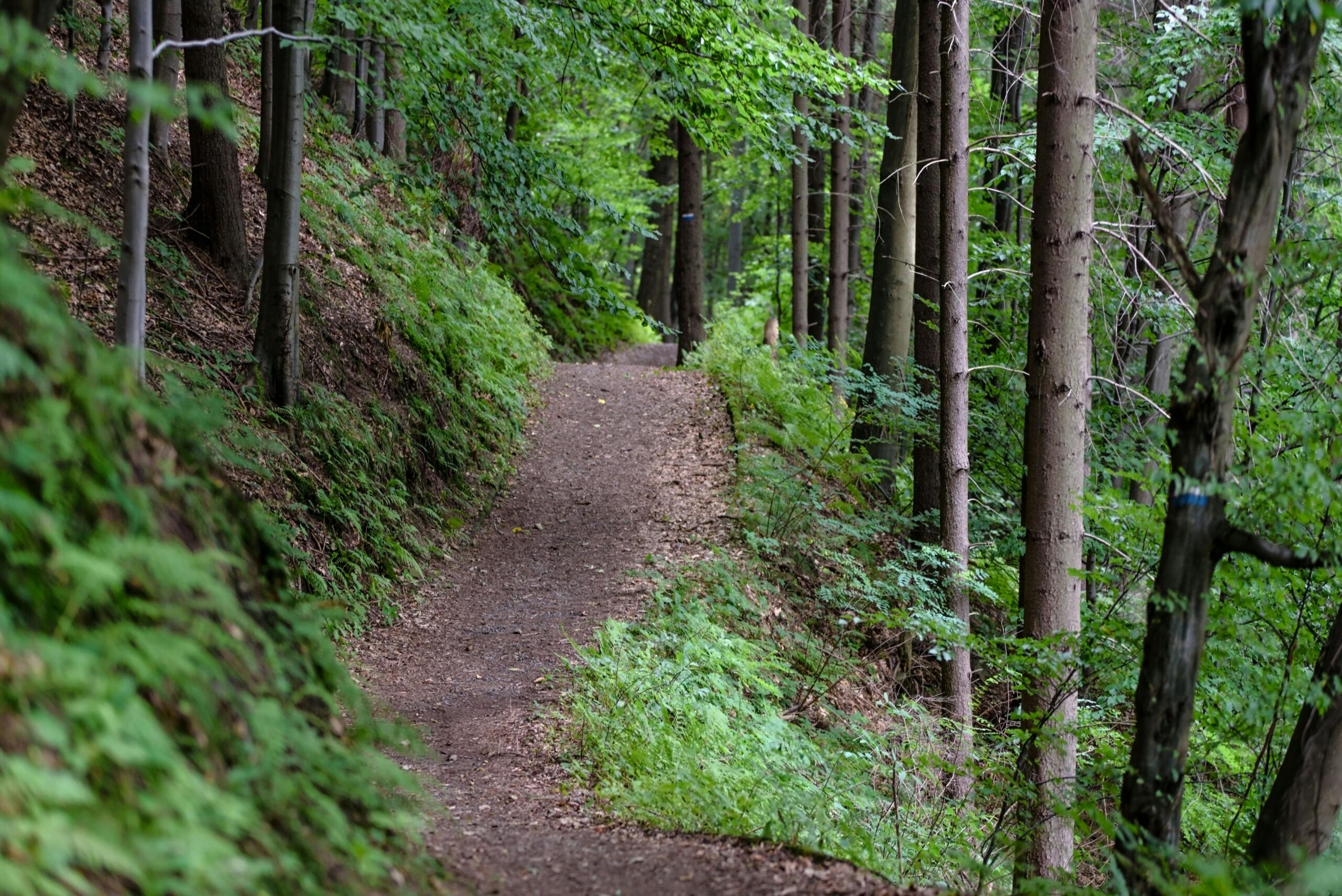 Peaceful forest path surrounded by lush greenery, perfect for hiking and nature exploration.